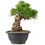 Pinus thunbergii, 21 cm, ± 18 jaar oud