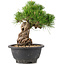 Pinus thunbergii, 21 cm, ± 18 years old