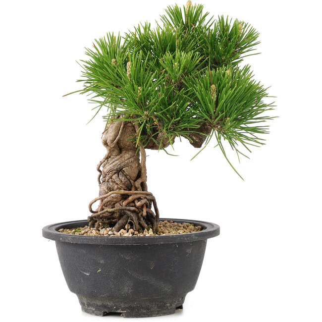Pinus thunbergii, 21 cm, ± 18 jaar oud