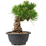 Pinus thunbergii, 21 cm, ± 18 jaar oud