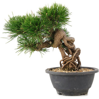 Pinus thunbergii, 20 cm, ± 18 jaar oud