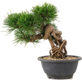 Pinus thunbergii, 20 cm, ± 18 Jahre alt