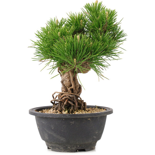 Pinus thunbergii, 21 cm, ± 18 ans