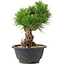 Pinus thunbergii, 21 cm, ± 18 years old