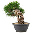 Pinus thunbergii, 20 cm, ± 18 Jahre alt