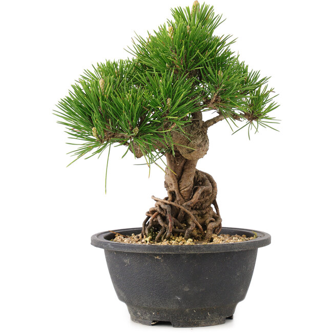 Pinus thunbergii, 21 cm, ± 18 anni