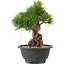 Pinus thunbergii, 21 cm, ± 18 jaar oud