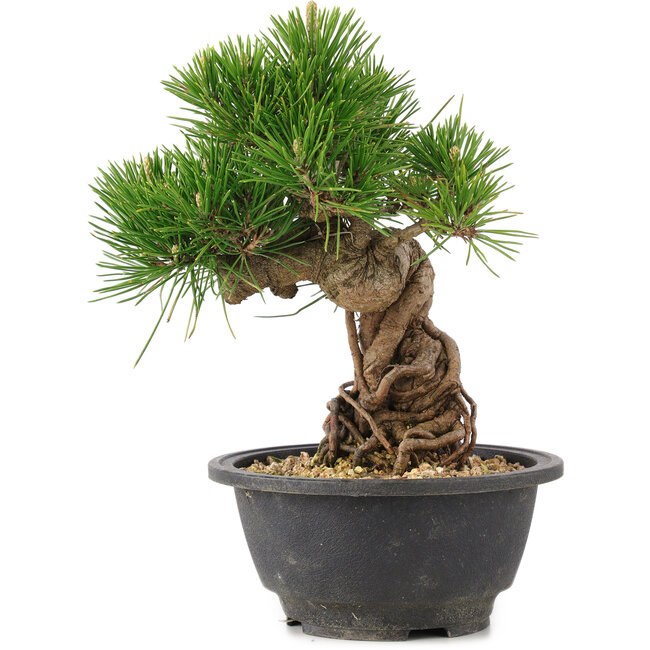 Pinus thunbergii, 21 cm, ± 18 anni
