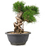 Pinus thunbergii, 20 cm, ± 18 jaar oud