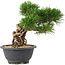 Pinus thunbergii, 20 cm, ± 18 jaar oud