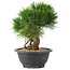 Pinus thunbergii, 20 cm, ± 18 jaar oud