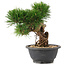 Pinus thunbergii, 20 cm, ± 18 Jahre alt