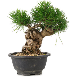 Pinus thunbergii, 20 cm, ± 18 ans