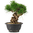 Pinus thunbergii, 20 cm, ± 18 Jahre alt