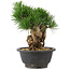 Pinus thunbergii, 20 cm, ± 18 jaar oud