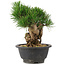 Pinus thunbergii, 20 cm, ± 18 Jahre alt