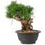 Pinus thunbergii, 20 cm, ± 18 jaar oud