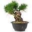 Pinus thunbergii, 20 cm, ± 18 años