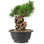 Pinus thunbergii, 20 cm, ± 18 Jahre alt