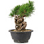 Pinus thunbergii, 20 cm, ± 18 years old