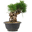 Pinus thunbergii, 20 cm, ± 18 años