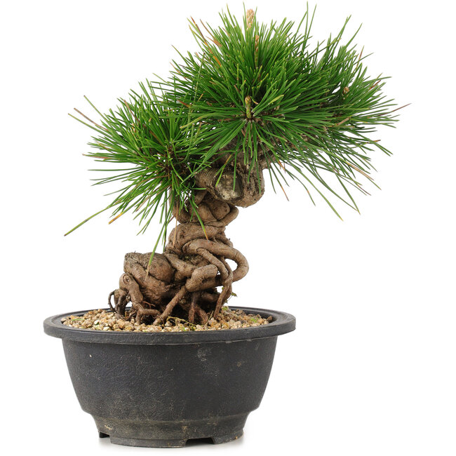 Pinus thunbergii, 20 cm, ± 18 Jahre alt