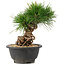 Pinus thunbergii, 20 cm, ± 18 anni