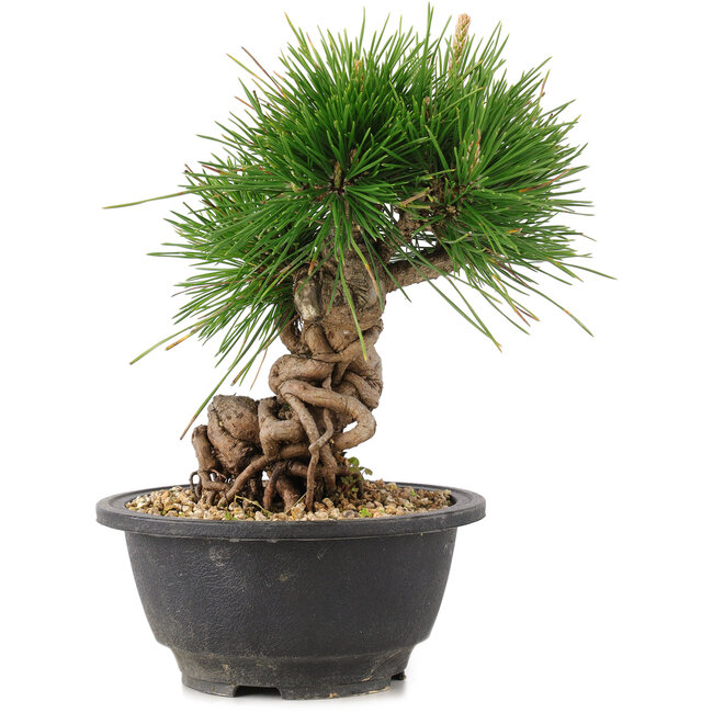 Pinus thunbergii, 20 cm, ± 18 years old