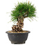 Pinus thunbergii, 20 cm, ± 18 jaar oud