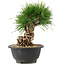 Pinus thunbergii, 20 cm, ± 18 Jahre alt