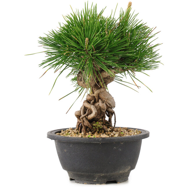 Pinus thunbergii, 20 cm, ± 18 jaar oud
