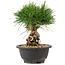 Pinus thunbergii, 20 cm, ± 18 years old