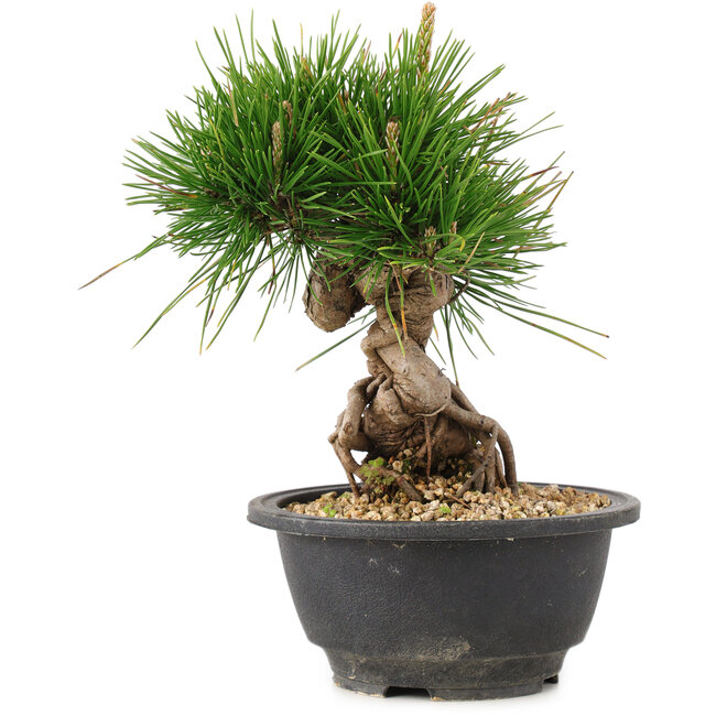 Pinus thunbergii, 20 cm, ± 18 jaar oud