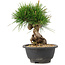 Pinus thunbergii, 20 cm, ± 18 Jahre alt