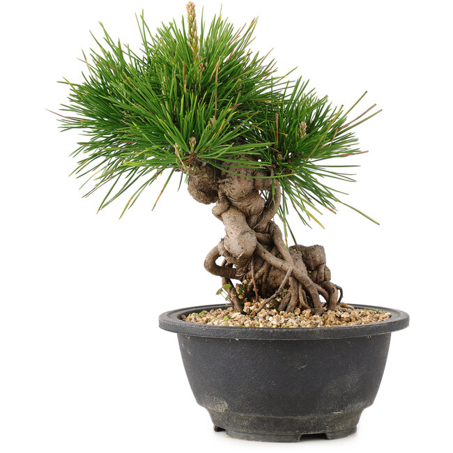 Pinus thunbergii, 20 cm, ± 18 anni