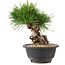 Pinus thunbergii, 20 cm, ± 18 jaar oud