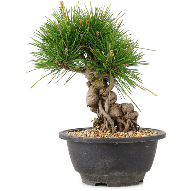 Pinus thunbergii, 20 cm, ± 18 anni