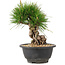 Pinus thunbergii, 20 cm, ± 18 ans