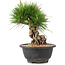 Pinus thunbergii, 20 cm, ± 18 jaar oud