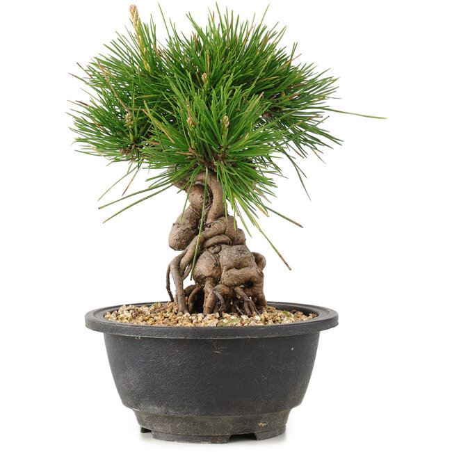 Pinus thunbergii, 20 cm, ± 18 ans