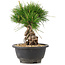 Pinus thunbergii, 20 cm, ± 18 Jahre alt