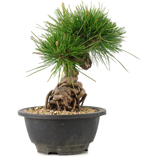 Pinus thunbergii, 20 cm, ± 18 years old