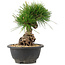 Pinus thunbergii, 20 cm, ± 18 Jahre alt