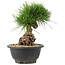 Pinus thunbergii, 20 cm, ± 18 years old