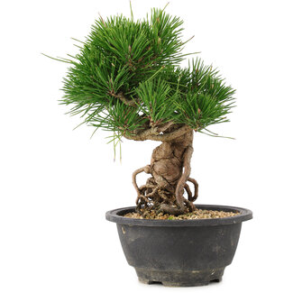 Pinus thunbergii, 21,5 cm, ± 18 años