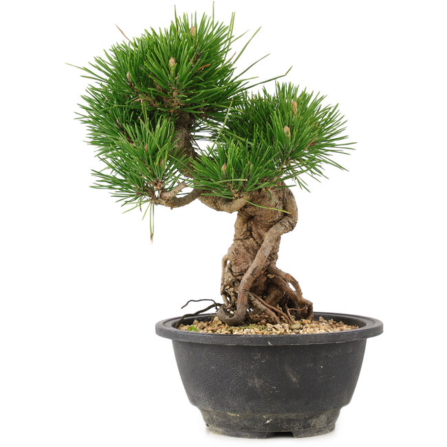 Pinus thunbergii, 21,5 cm, ± 18 anni