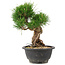 Pinus thunbergii, 21,5 cm, ± 18 Jahre alt