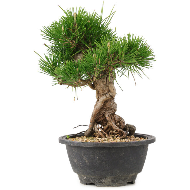 Pinus thunbergii, 21,5 cm, ± 18 anni