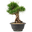 Pinus thunbergii, 21,5 cm, ± 18 jaar oud