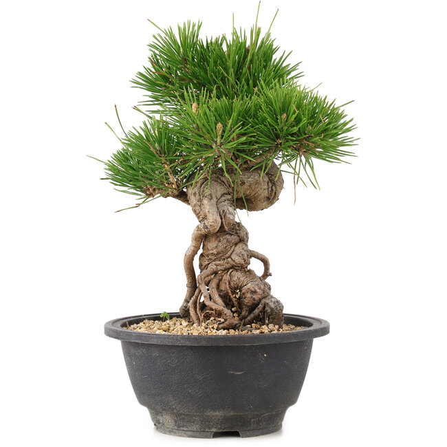 Pinus thunbergii, 21,5 cm, ± 18 anni